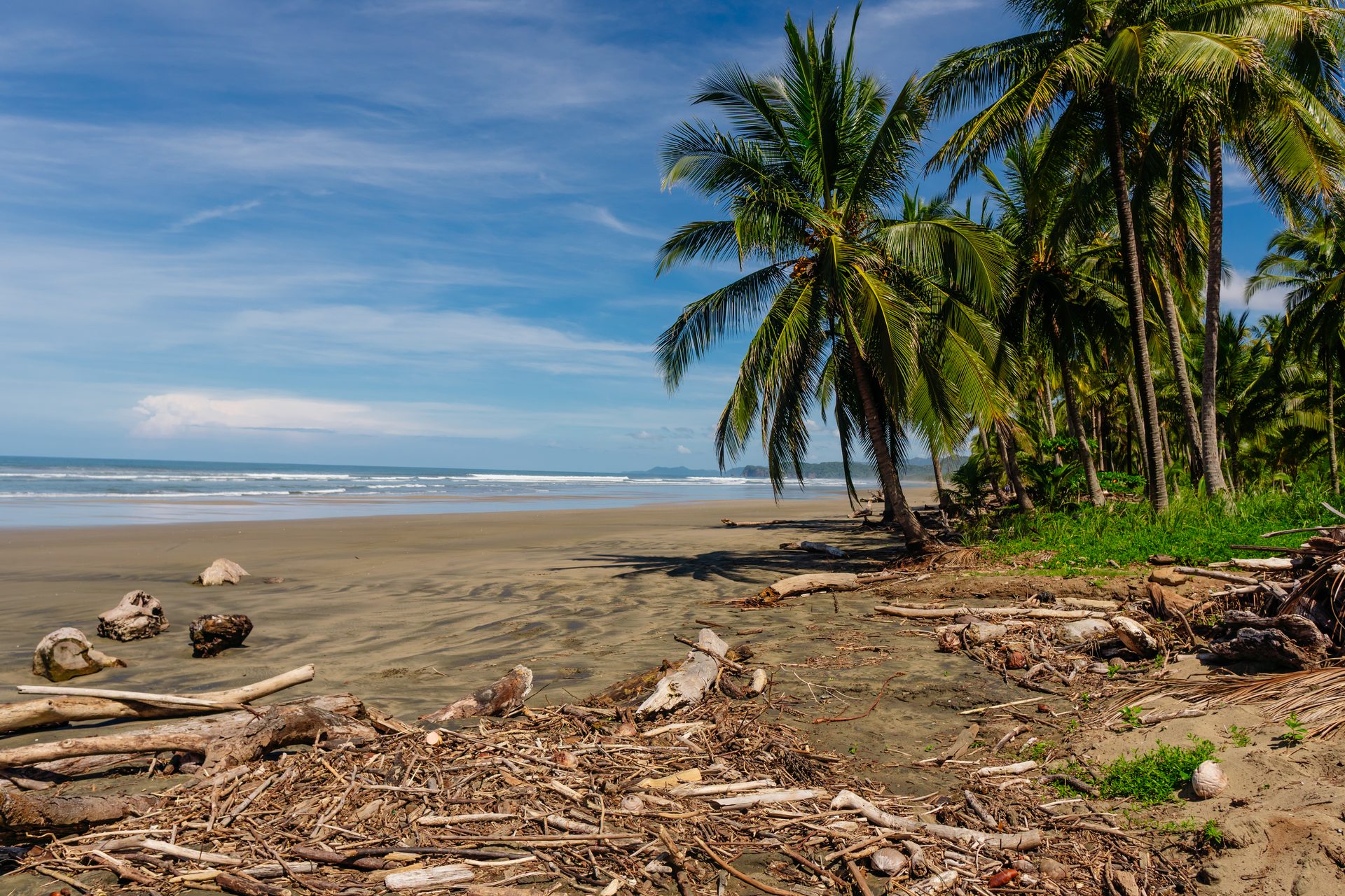 Driftwood and palms on uncrowded Playa Coyote, Blue Zone